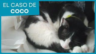 Un caso muy inusual, el caso de Coco 