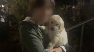 Adoption of Leo/Golden Retriever's Baby Puppy Who First Came to My House