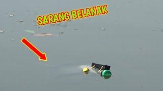 MANCING IKAN BELANAK TEKNIK BOTOL #MACINGBELANAK