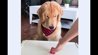 ASMR Dog Reviewing Different Types of Food - Tucker Taste Test #1