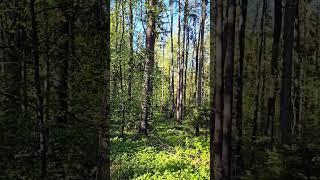 Отдых от трейдинга! Природа обновляет! #инвестиции #трейдинг #акции #фондовыйрынок #биржевик #россия