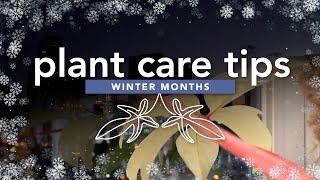Winter Plant Care Tips: Should you fertilize your houseplants in the winter?