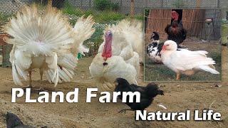 PLand Farm | #turkey #chicken #permaculture #nature #nepal #farming