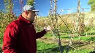 Pruning Bartlett Pear to Optimize Fruit Quality