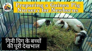 Guinea Pig vlog: Preparing a Guinea Pig Nursery for Newborns