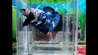 Halfmoon Plakat Blue Marble Betta Fish 蓝色大理石斗鱼