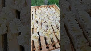 когда пчёлам не хватает места для мёда #shorts