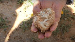 Desert Truffles collection in Arar - KSA.   جمع الفقع  (الكمأ الصحراوي ، الترفاس) - السعودية