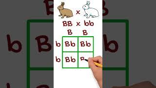 Simple Genetic Cross Example Using Punnett Squares #punnettsquare #genetics