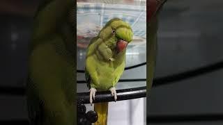 mittu hu .... #greenparrot  #funny #parrot ....