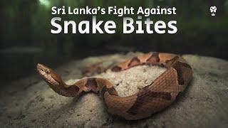 Sri Lanka’s Fight Against Snake Bites - Roar Media