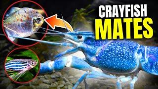 Crayfish Tank Mates - The Best & Worst