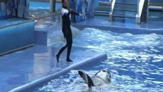 Dedicated to Dawn Brancheau who was killed February 24th, 2010 by Tilikum.