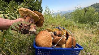 Generous harvest! The second wave of WHITE MUSHROOMS in the Carpathians! 10.07.2024