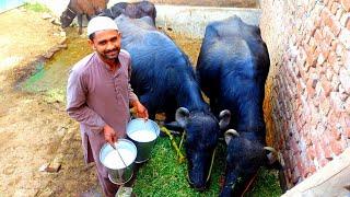 Pure home Milk گھر کا خالص دودھ