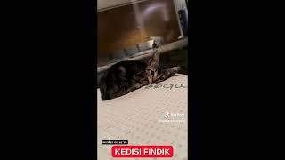 SERDAR ORTAÇIN KEDİSİ FINDIK #serdarortac