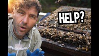 Do Bees Even Need Our Help?