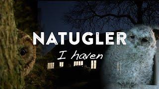 Natugler i haven 4K