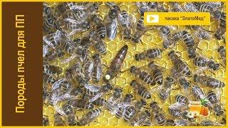 Блок №2. Порода пчел для промышленного пчеловодства