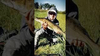 #bergar #imod #wędkowanie #bigfish #karp #fish #fishing #jesiotr #fishingfun #fishingvideo