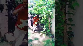 Apple apple hai rabba#patients #doctor #viral #shorts #makeba