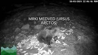 Mrki medved (Ursus arctos)