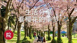 【彬彬有院】日常生活分享•多伦多附近看樱花2019