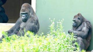 Silverback punishes daughter for pranking grandma｜Shabani Group