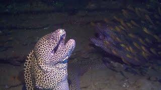 Moray Eel Launches Surprise Attack On Diver