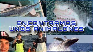 SACAMOS UNOS ANIMALONES EN EL TIBURON Y NOS ENCONTRAMOS UMA SORPRESA | PESCA TIBURONERA | ElRayioDD