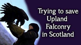 The Eagle's Lament | Can we save the future of Upland Falconry in Scotland?