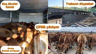 TRABZON ÇİFTLİK YIKIMI / JERSEY DÜVELER SATILDI / NEDEN VİDEO ÇEKEMİYORUM