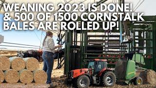 Weaning 2023 is DONE & cornstalk bales are rolling! | Day in the life of a 27 year old farmer