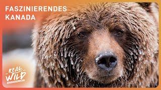 XL-Doku Wildes Kanada - Entdeckungsreise Tierwelt | Real Wild Deutschland
