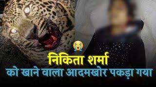 निकिता शर्मा को खाने वाला बाघ आखिरकार पकड़ा गया  | Man Eater Leopard caught, Chafi | Bhimtal