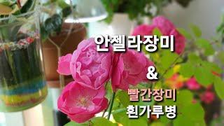 예쁜 안젤라장미/ 빨간장미 흰가루병 / Rose Flowers care.