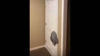 Guy Breaks Thru Door Meme