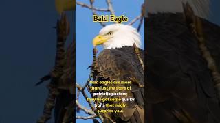 Bald Eagle Facts #baldeagles #animals #wildlife #nature #facts