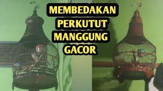 sama tapi beda mengenal suwara perkutut manggung gacor bunyi duduk