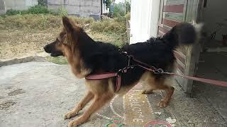 German shepherd dog barking gsd double coat female dog agreession/ most dangerous female gsd fight