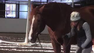 Art2Ride Associate Trainer Program: Allison and Contigo Full Training Session Part 1: Work In Hand