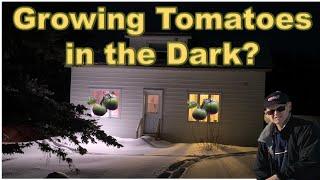 TOMATOES INDOORS in the WINTER???