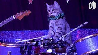 The Amazing Acro-cats perform tricks with an all-cat band