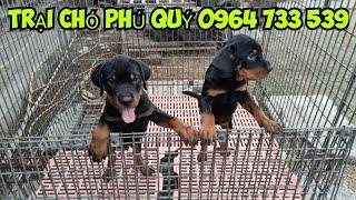 Rottweiler Đực dòng đại Liên hệ trại chó Phú Quý