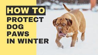 How to Protect Dog Paws in Winter - 9 Tips to Protect Your Dog’s Paws When It's Cold