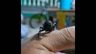 itchy crickets #jangkrik #cricket #animals