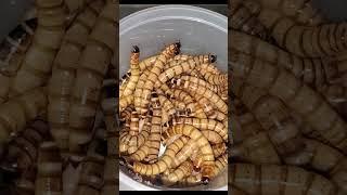 Everything required to breed Superworms - Superworm Breeding