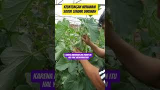 Keuntungan menanam sayur di rumah #benihsayuran #bibitbuah