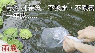 戶外水池放養 孔雀魚 一年後..... #Guppy