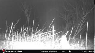 Woodcock captured on trail cam